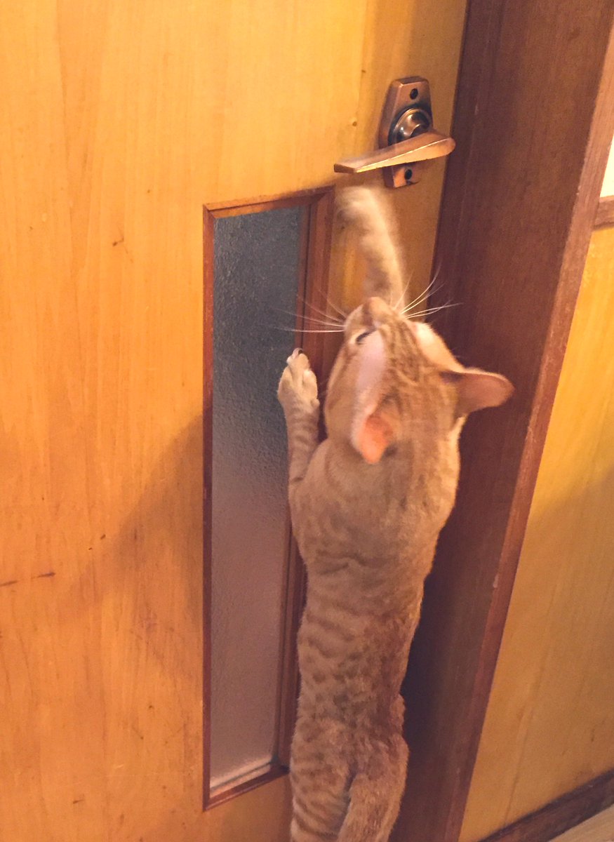 Seratiel tweet media