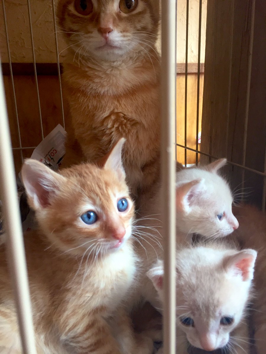 Seratiel tweet media