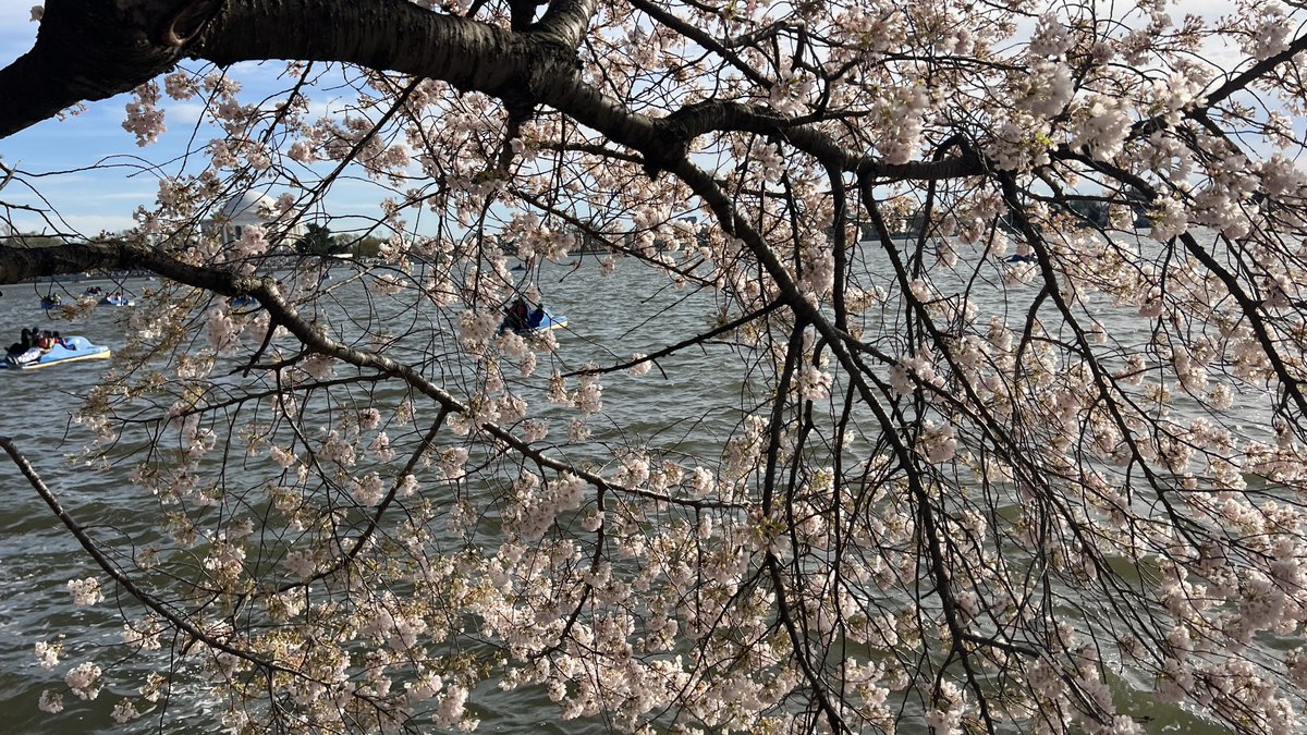 Girish Pokhrel tweet media