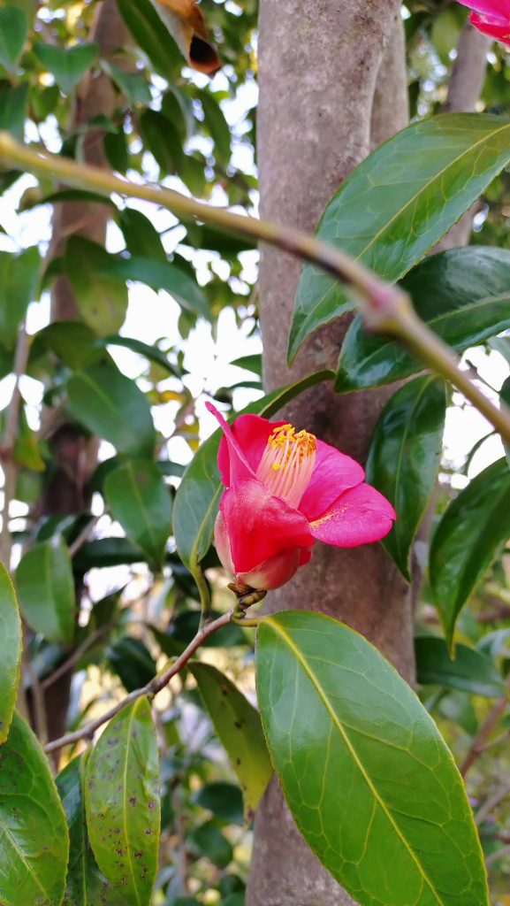 椿も木蓮も咲いてたよ