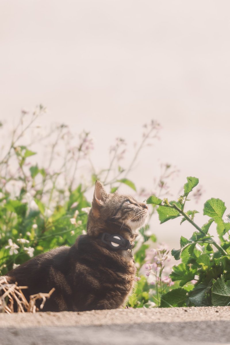 今週のにゃんこ