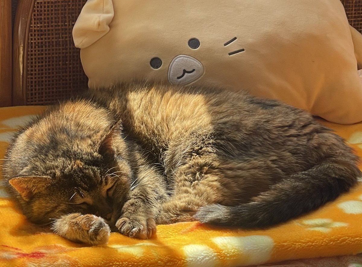 愛恋虹(Elena) tweet media