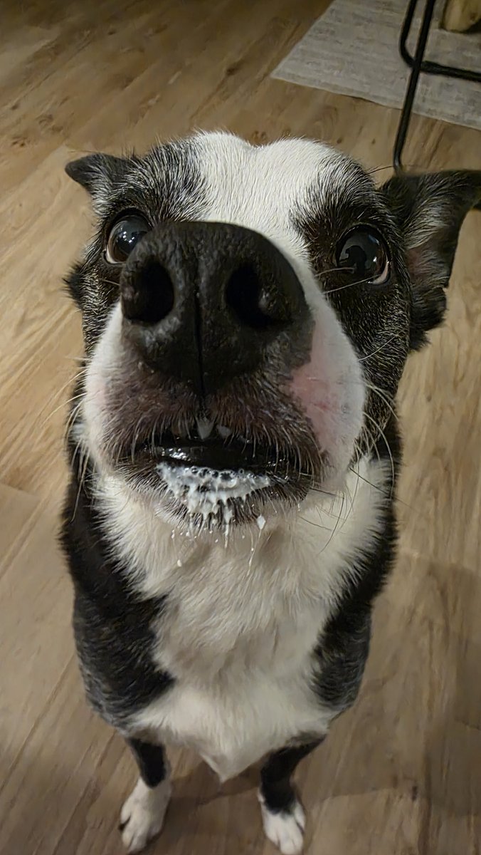 Kylo Ren The Mutt tweet media