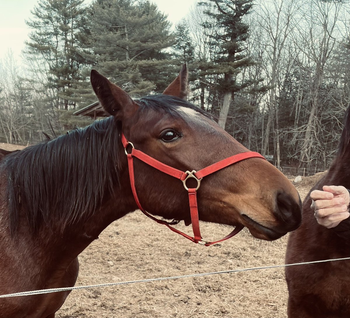 Ivory Pine Syndicate tweet media