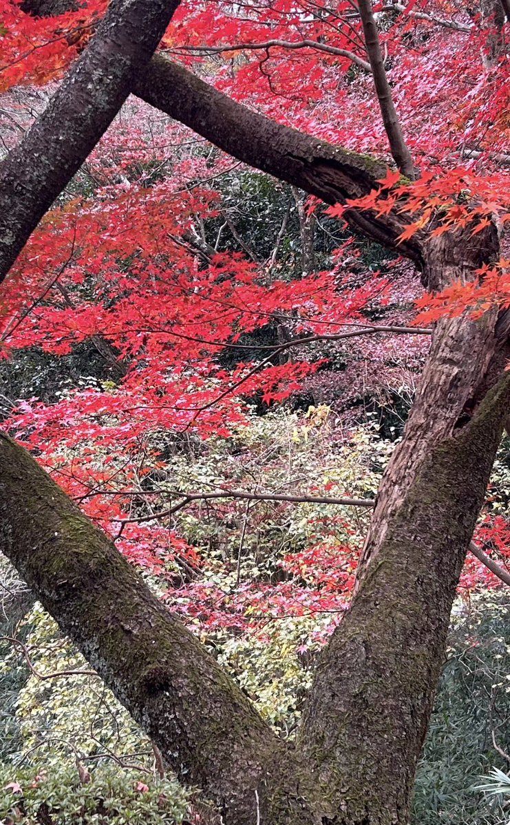 いでや tweet media