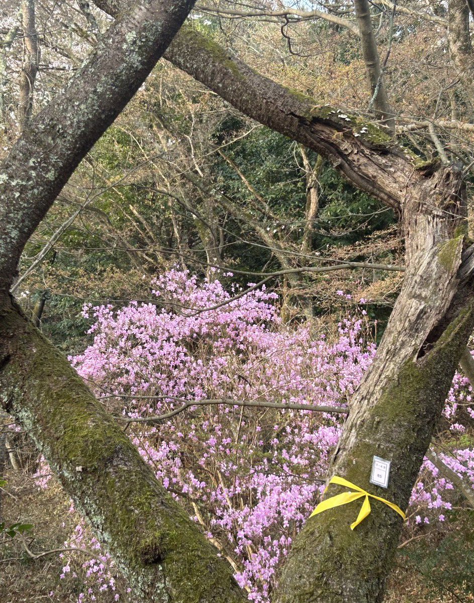 いでや tweet media