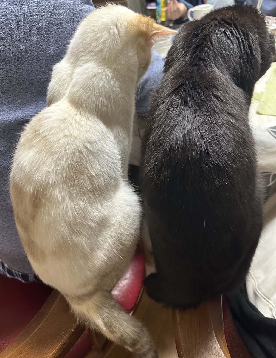 那須の長楽寺 tweet media