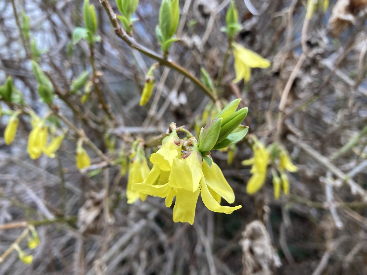 ミヤギCB46 tweet media