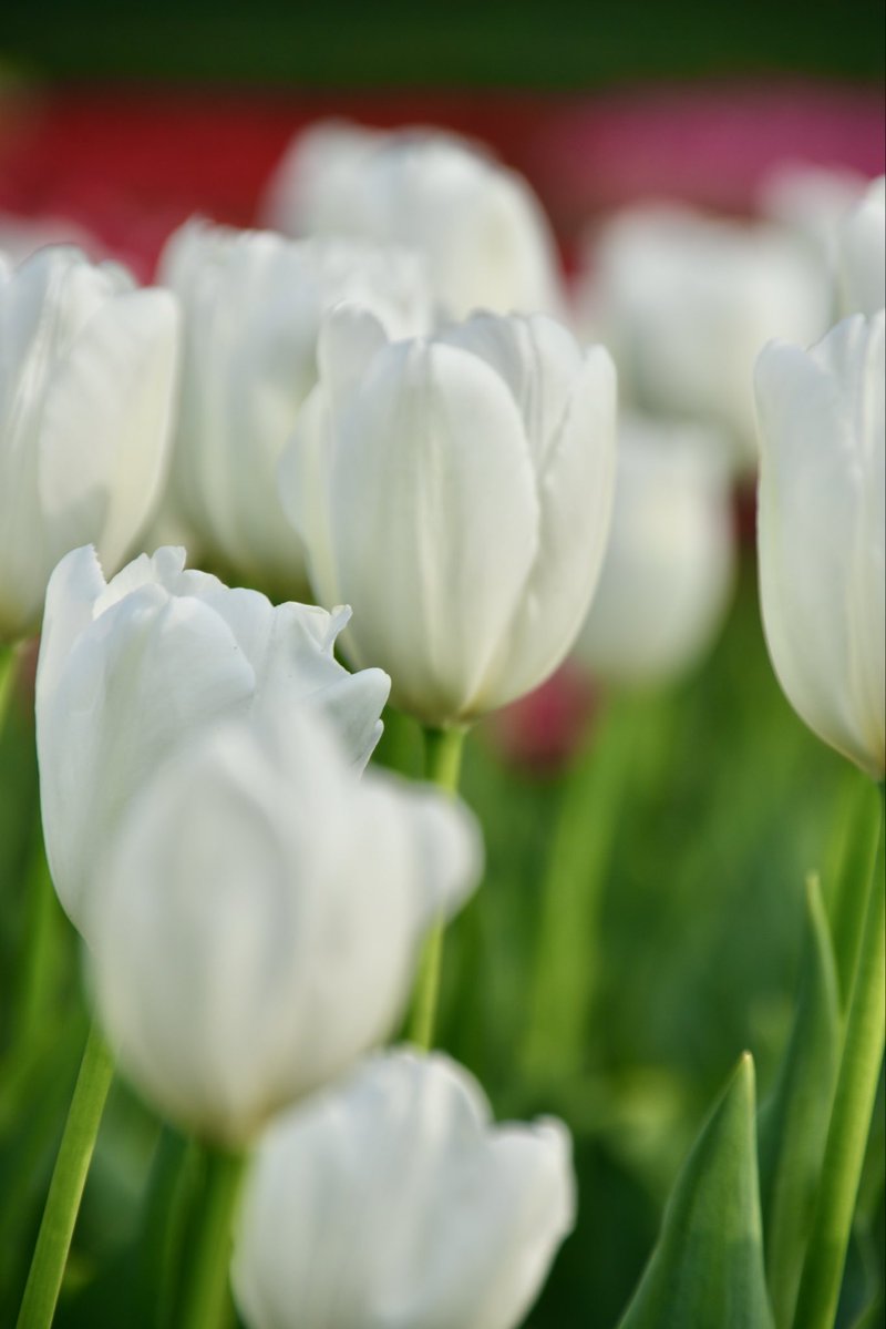 むらさき tweet media