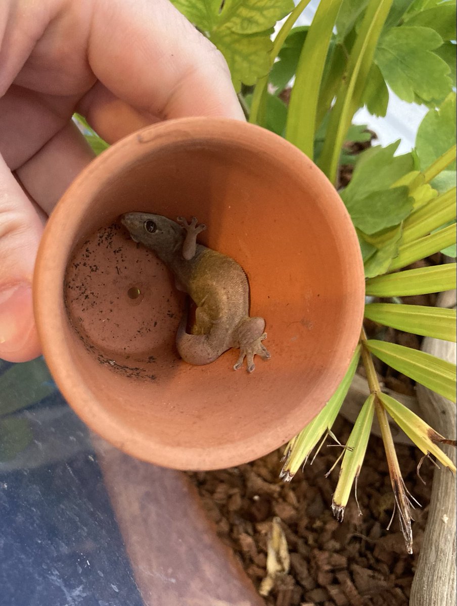 南国のハブ捕り師 tweet media