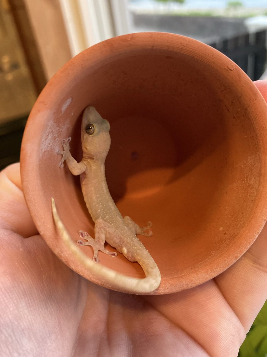 南国のハブ捕り師 tweet media