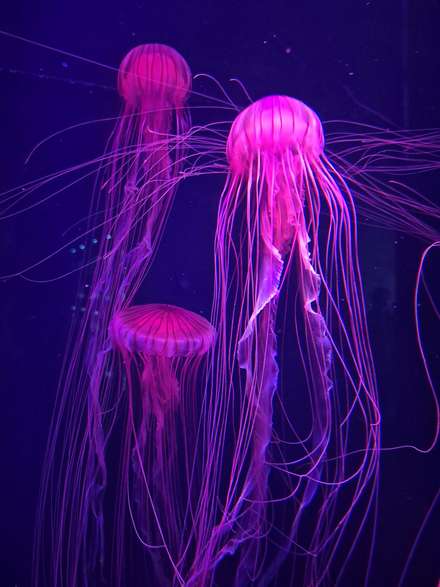 d52yYW4WNsJOeW7's tweet photo. Jellyfish are like art
#photograph #photography #photoshooting #jerryfish #artㅤㅤㅤㅤ https://t.co/3O6YuCoEdT