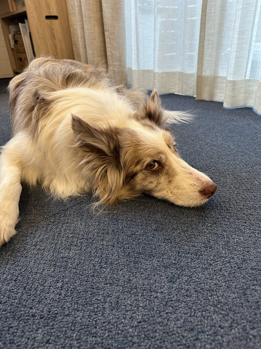 くまごろう tweet media