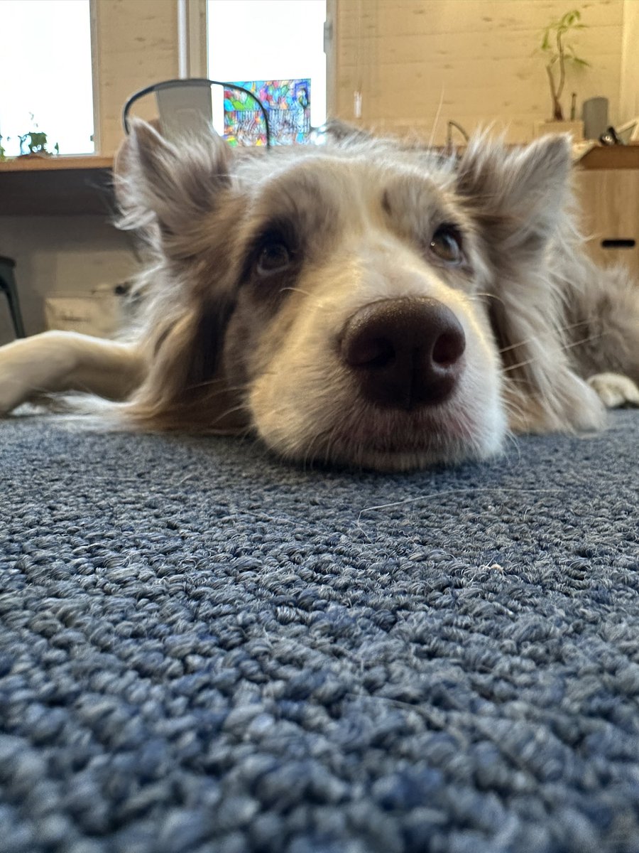 くまごろう tweet media