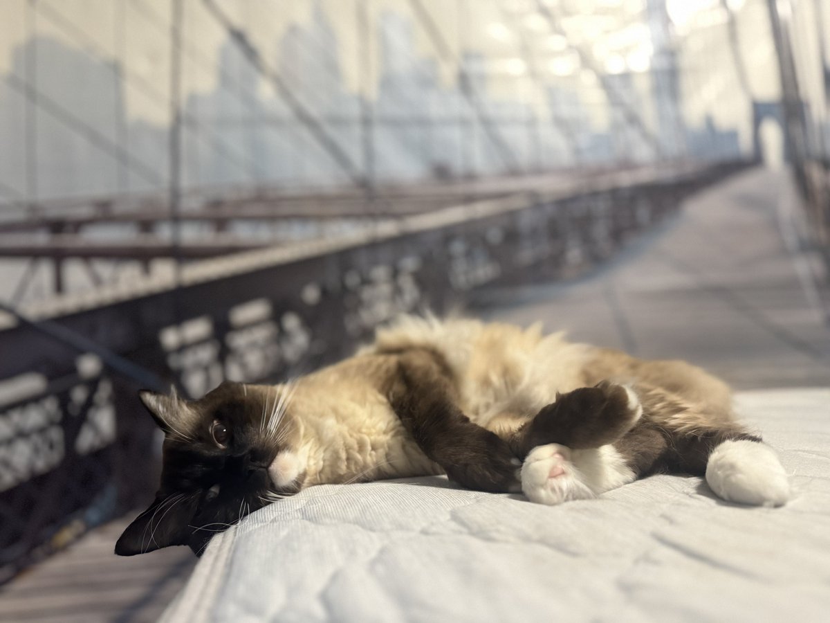 ぶるうたる tweet media