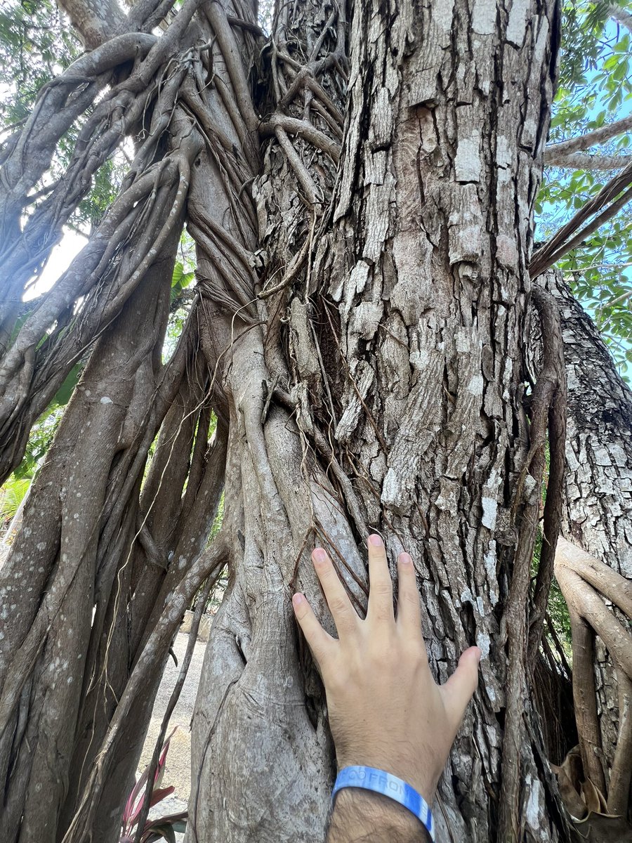 treegens's tweet photo. Spaces is being super buggy today and isnβt starting no matter how many times I try π
In the meantime, hereβs a #TouchTree pic of two trees merging together π«
Symbolising our famiTREE coming together to form an unstoppable force of nature π€ https://t.co/apPiPxDdqn