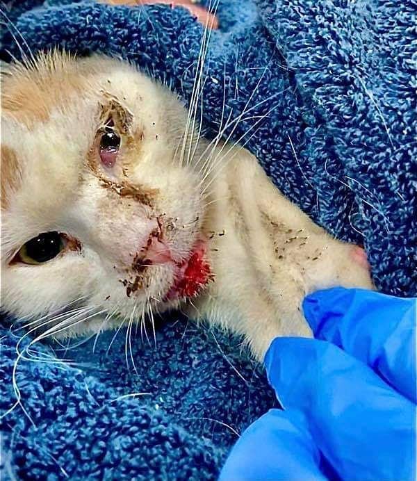 Cats of Meow York. tweet media