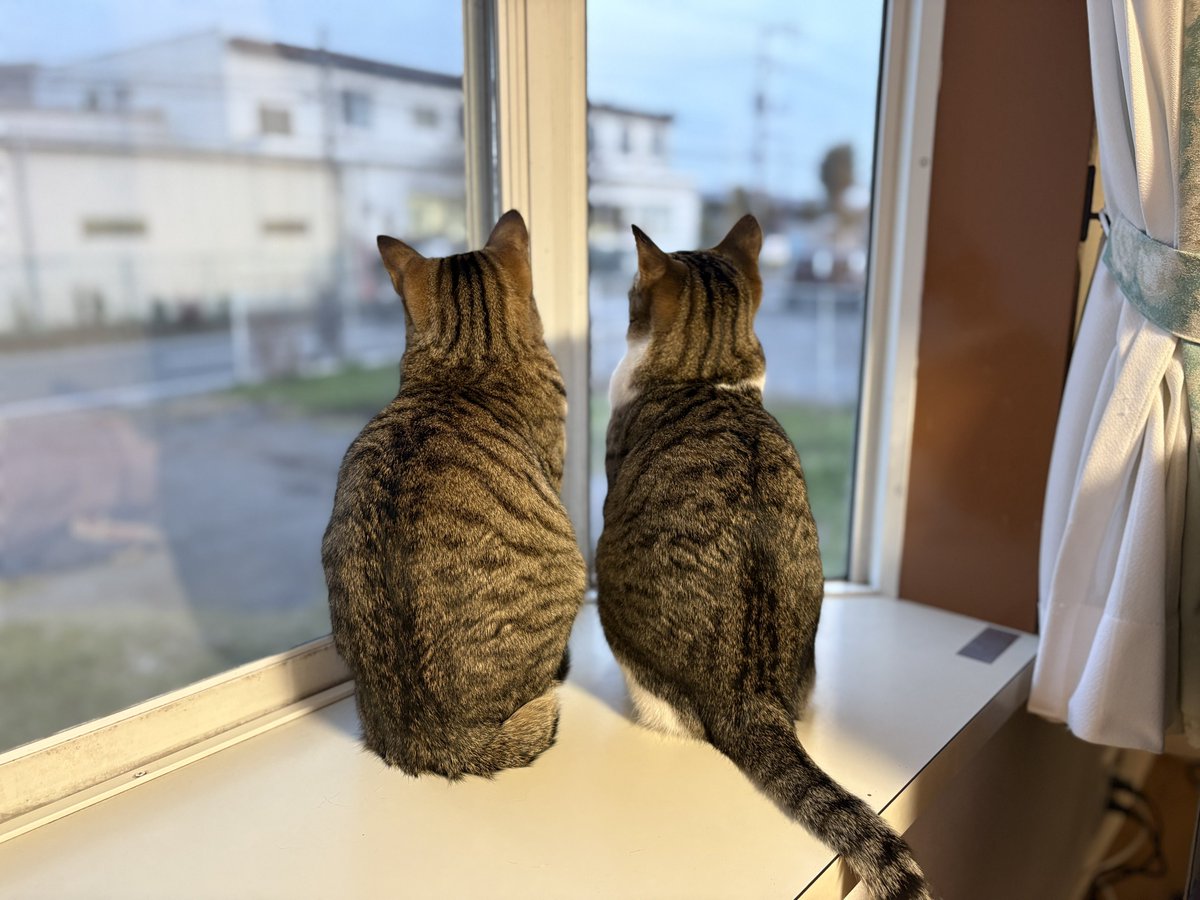 🍀猫っち🍀 tweet media