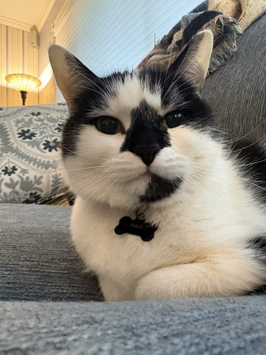 emily bengaltiger 🐱❤️‍🔥 tweet media