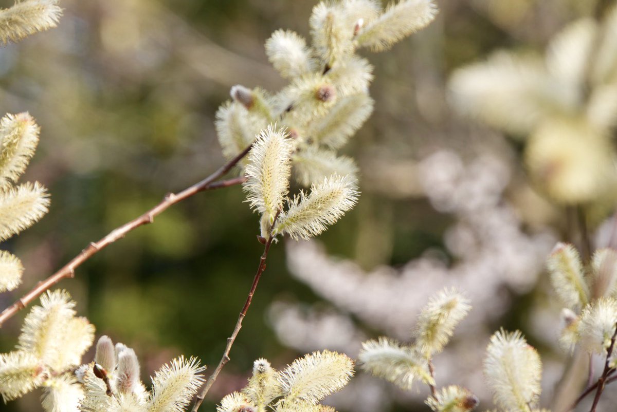 emo(えもちゃん) 企業公式応援 tweet media