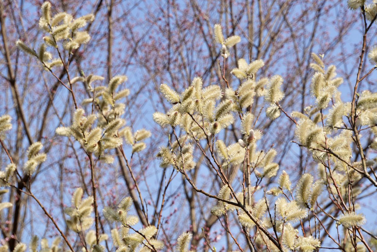 emo(えもちゃん) 企業公式応援 tweet media