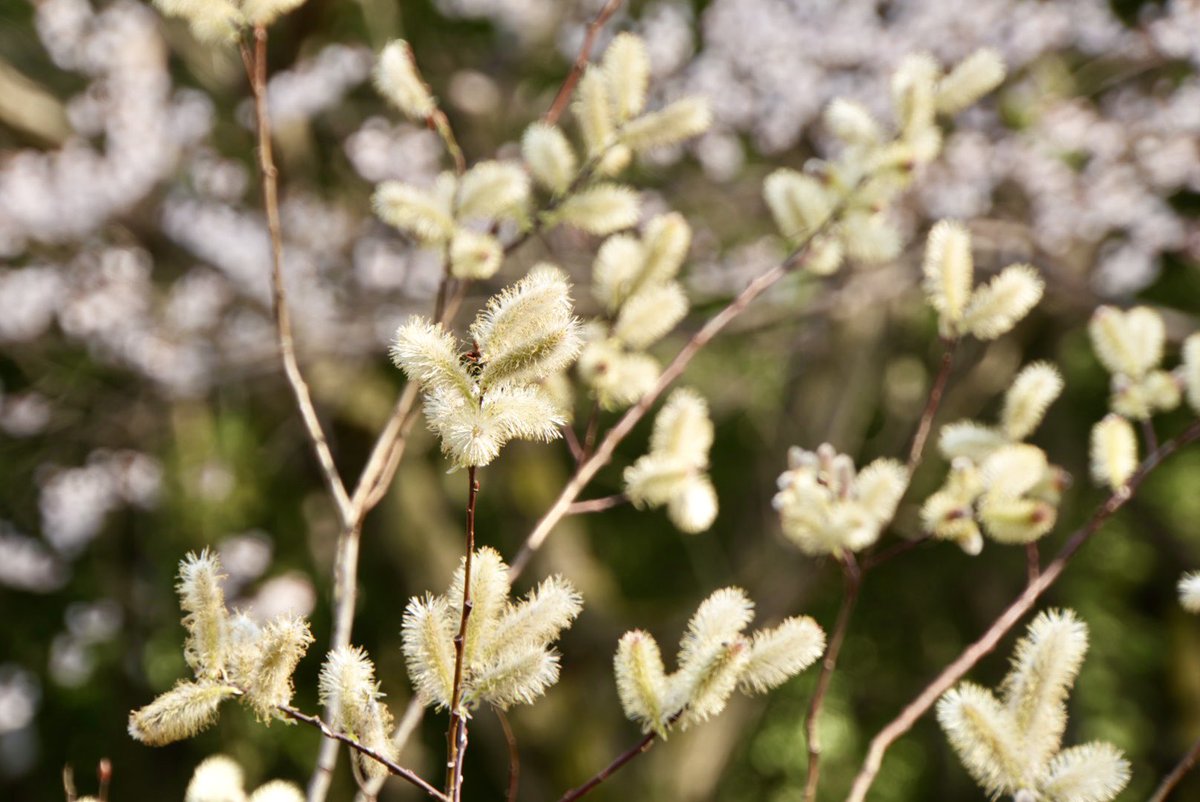 emo(えもちゃん) 企業公式応援 tweet media