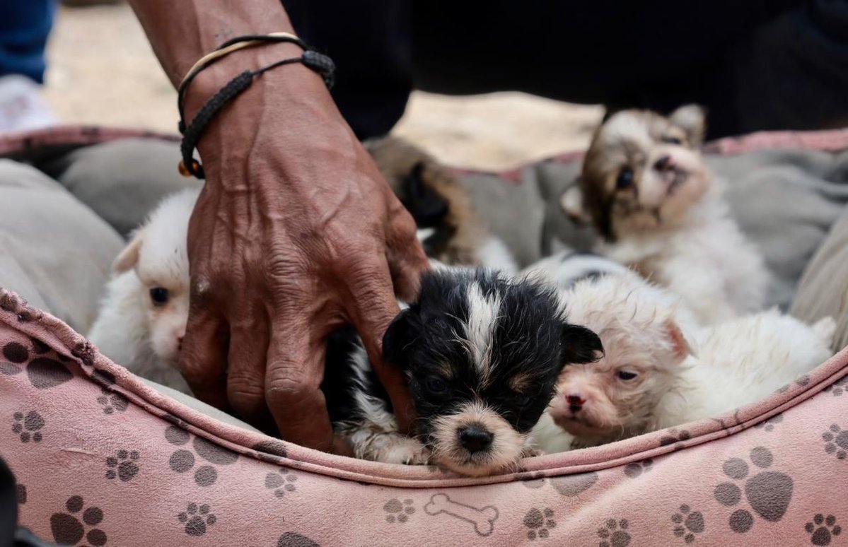 Tuxtla Gutiérrez tweet media