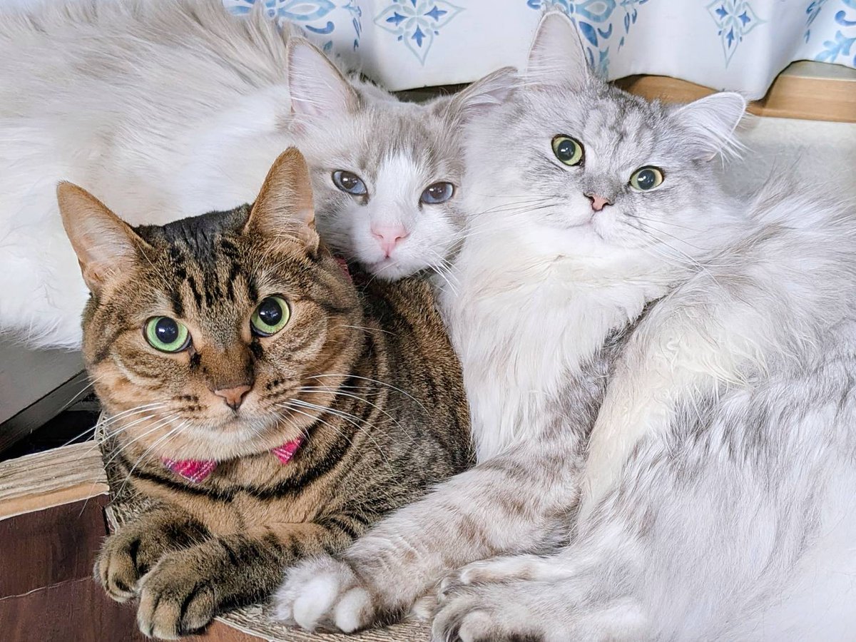 みしゅり tweet media