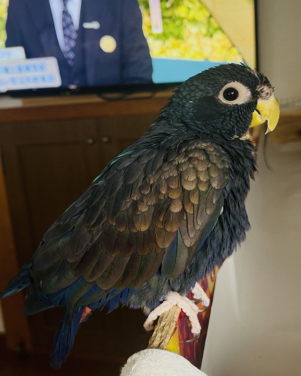 羽音(ばね) tweet media