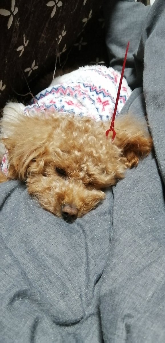 りゅー🌸🚗🚚🍑🌟고민보다Go‼️‼️ tweet media