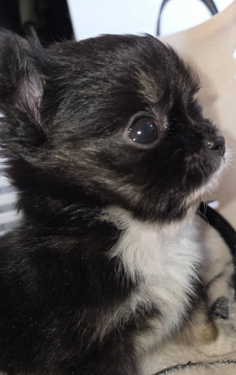 おちび~む tweet media