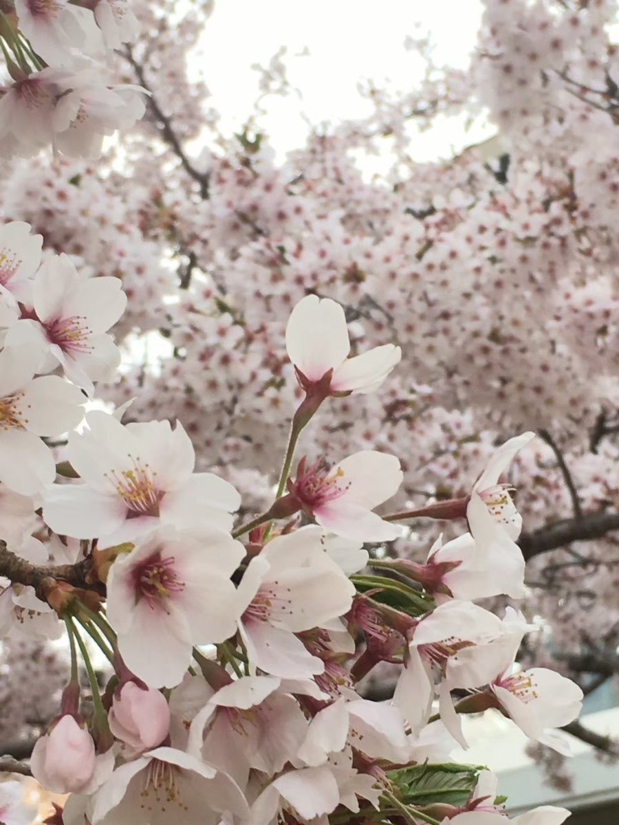 ミュージアム・オルゴール館🎶🎸🎤🎻🎺🎶 tweet media