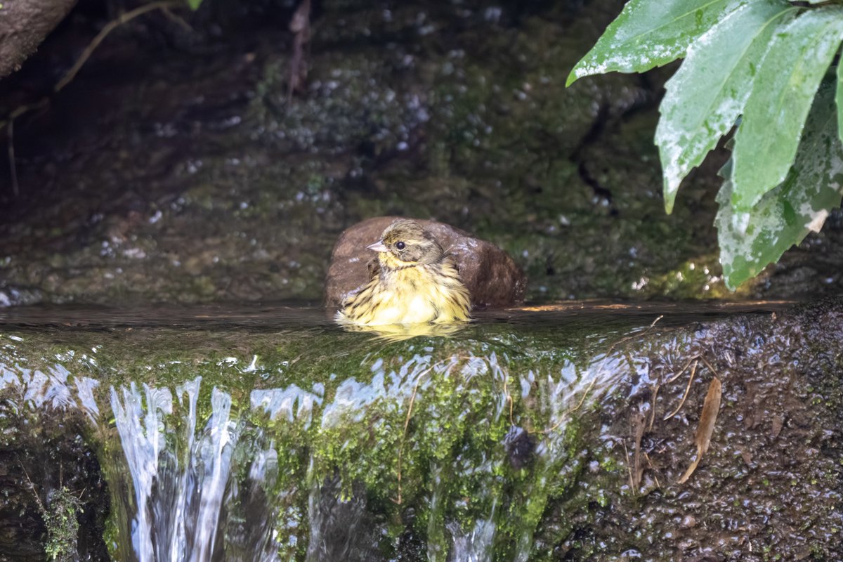Oga_bird's tweet photo. 昨日約1ヶ月ぶりに鳥を撮った！
花粉キツくてお休みしてたのですが散歩がてらに。
カワセミも見かけたんだけどすぐに見失ってしまったのでちゃんと撮れたのはこれだけだけど、水浴びアオジが可愛かったので良し😋 https://t.co/Pzfw6Fozuk