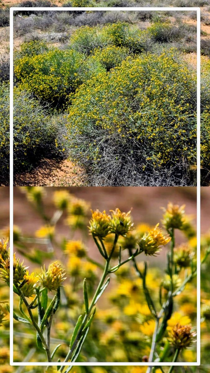 خالد آل سعود‎ tweet media