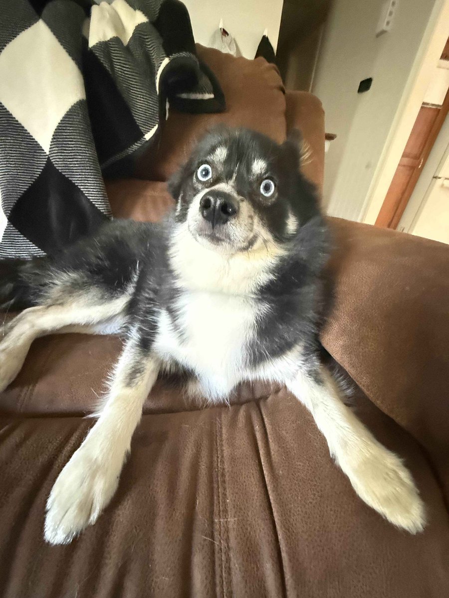 luna ݁ ˖ ✦ ‧₊˚ ⋅ tweet media