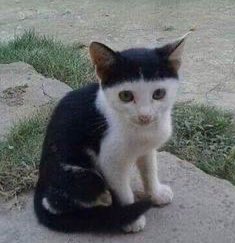 ☆ ໑̣ tweet media