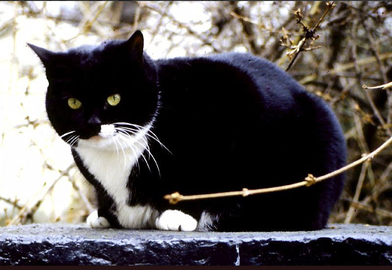 西洋魔術博物館 tweet media