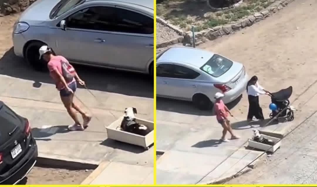 Sabueson's tweet image. Una lesión lo limitó a él. A ella no la limitó en nada.
No lo dejó en casa y tampoco cambió la rutina. Simplemente encontró la manera de seguir haciendo lo que siempre hicieron juntos.
#perros
#amor