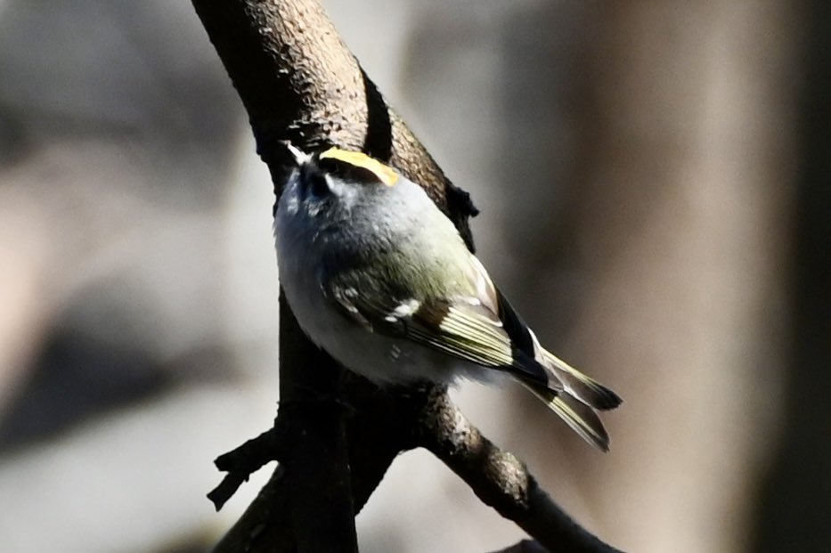 Lori Moloney tweet media