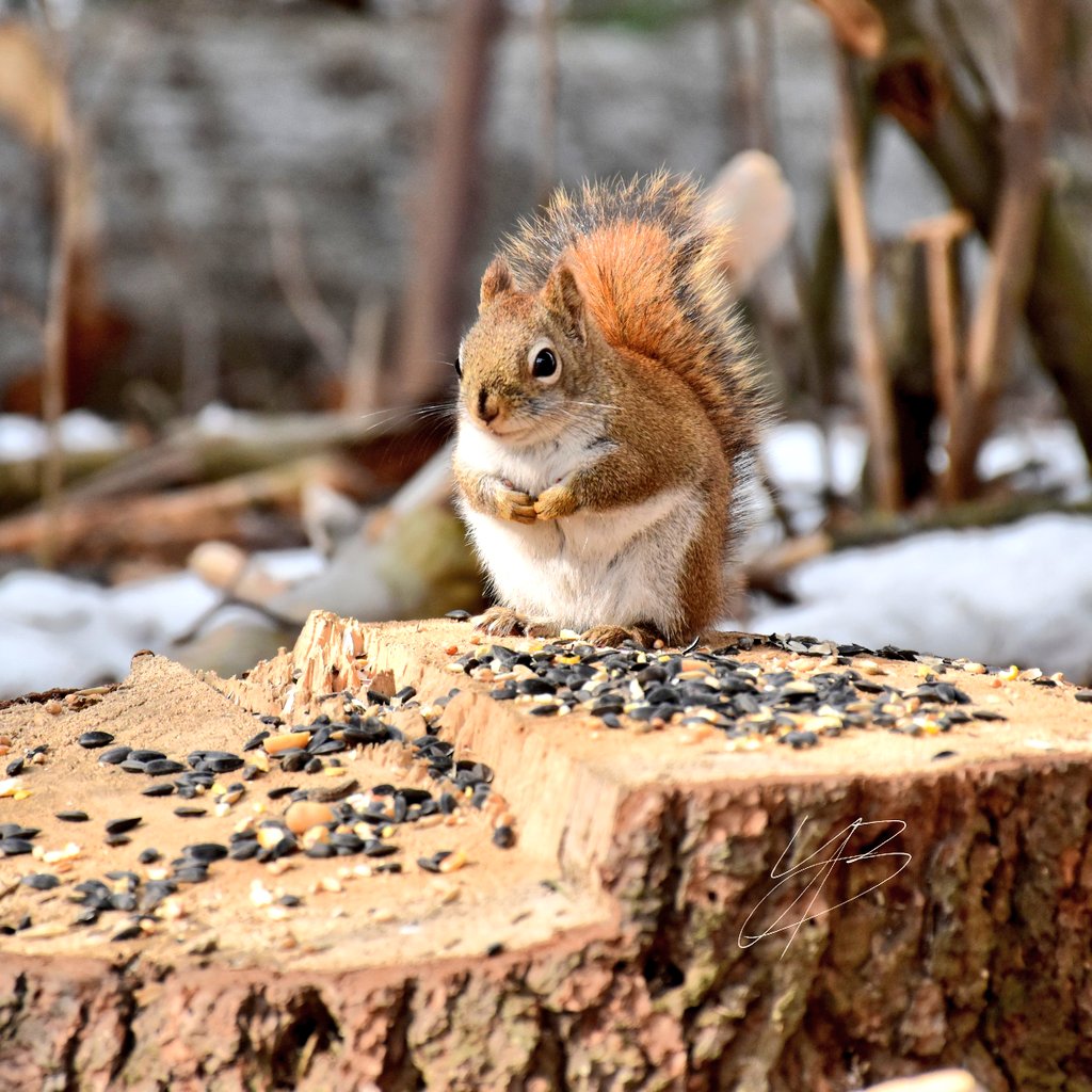 Bir💫n's Phenomenõns tweet media