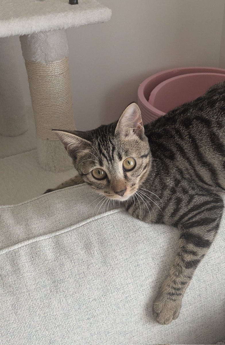 しののあゆみ tweet media