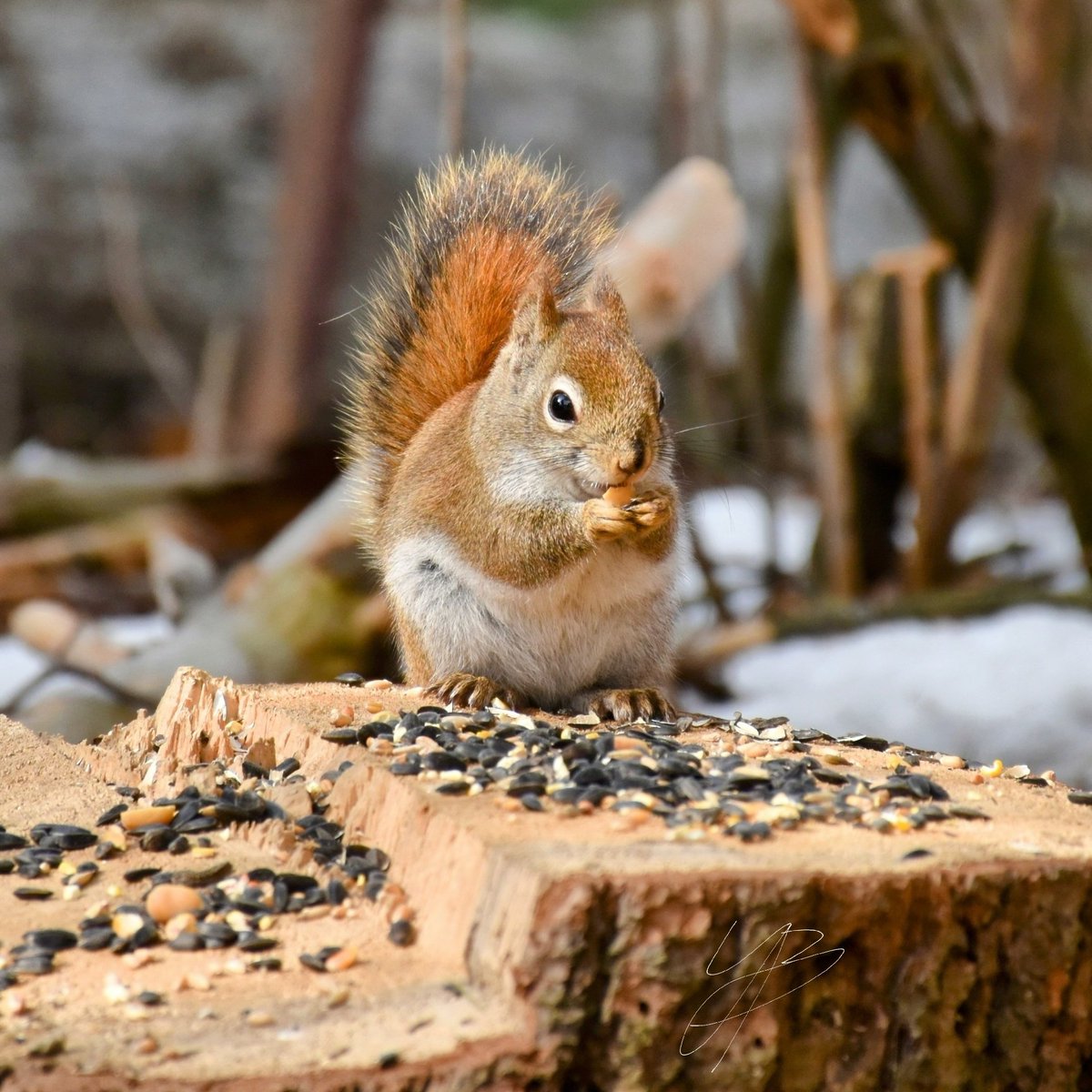 Bir💫n's Phenomenõns tweet media