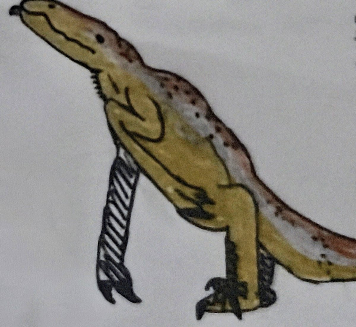 a_random_tapir_online🇵🇸 tweet media