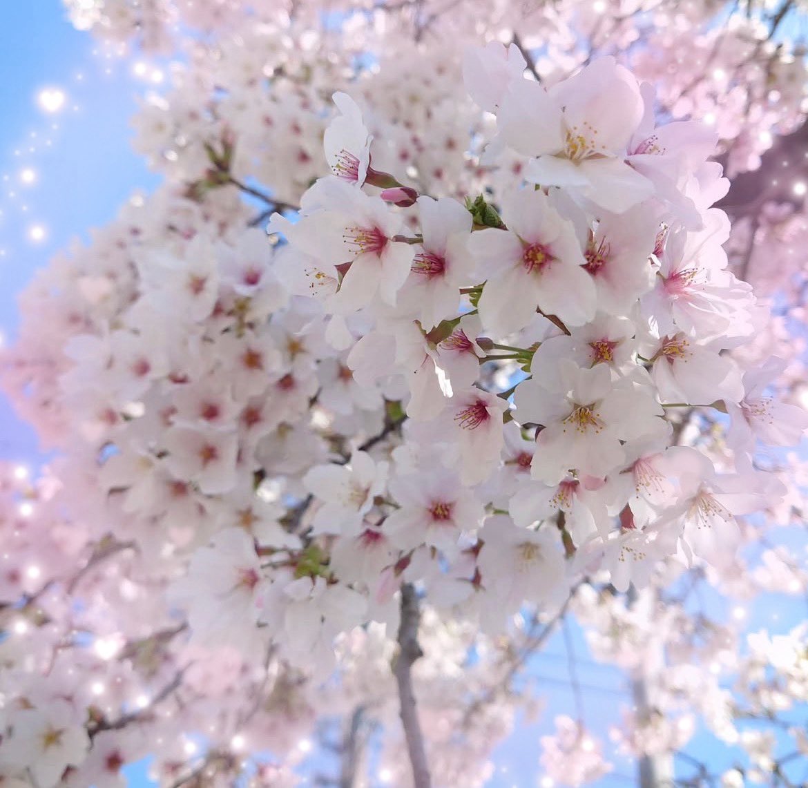 ゆゆ🐰ྀི𓇬◌۫ tweet media