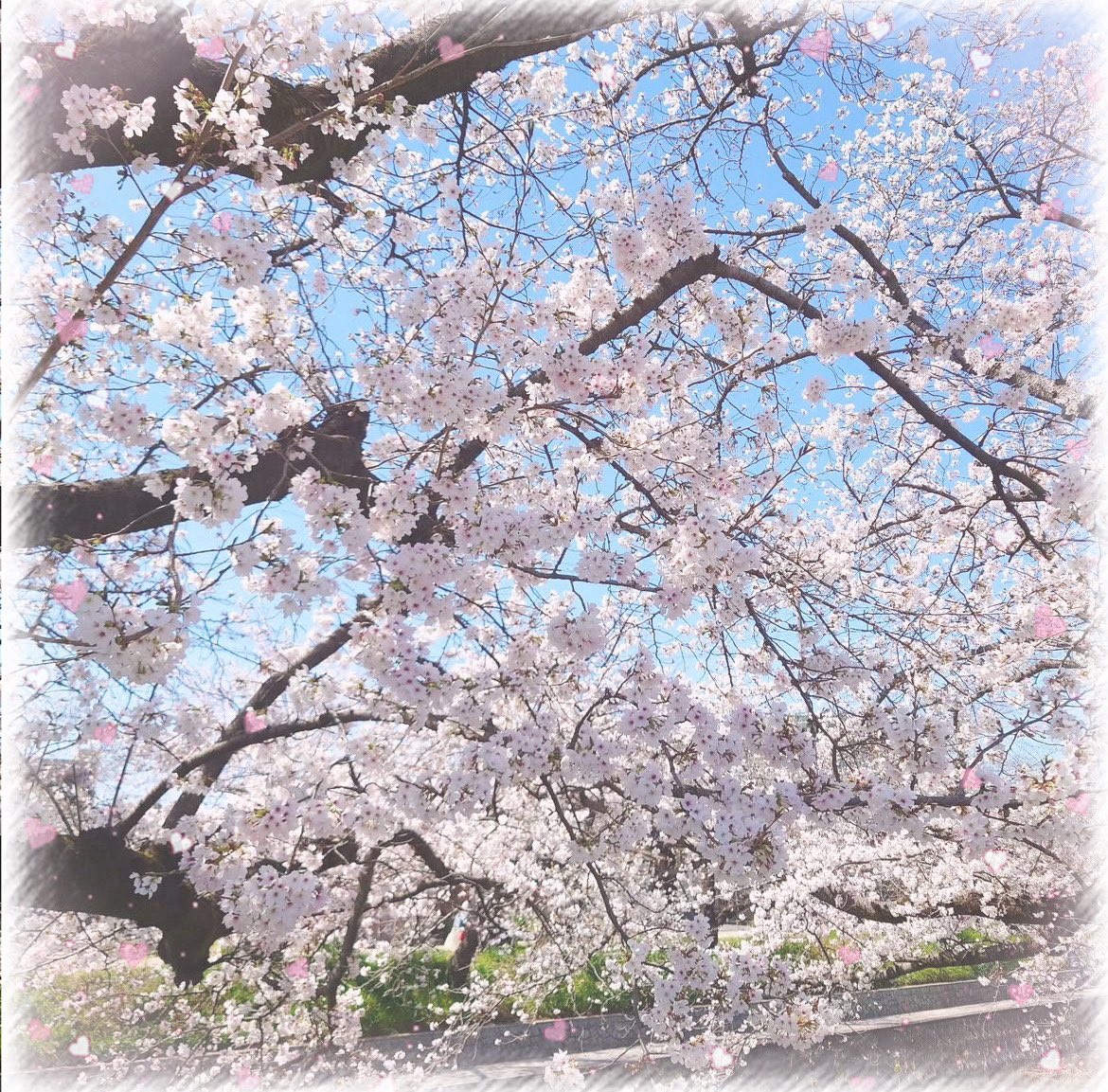 ゆゆ🐰ྀི𓇬◌۫ tweet media