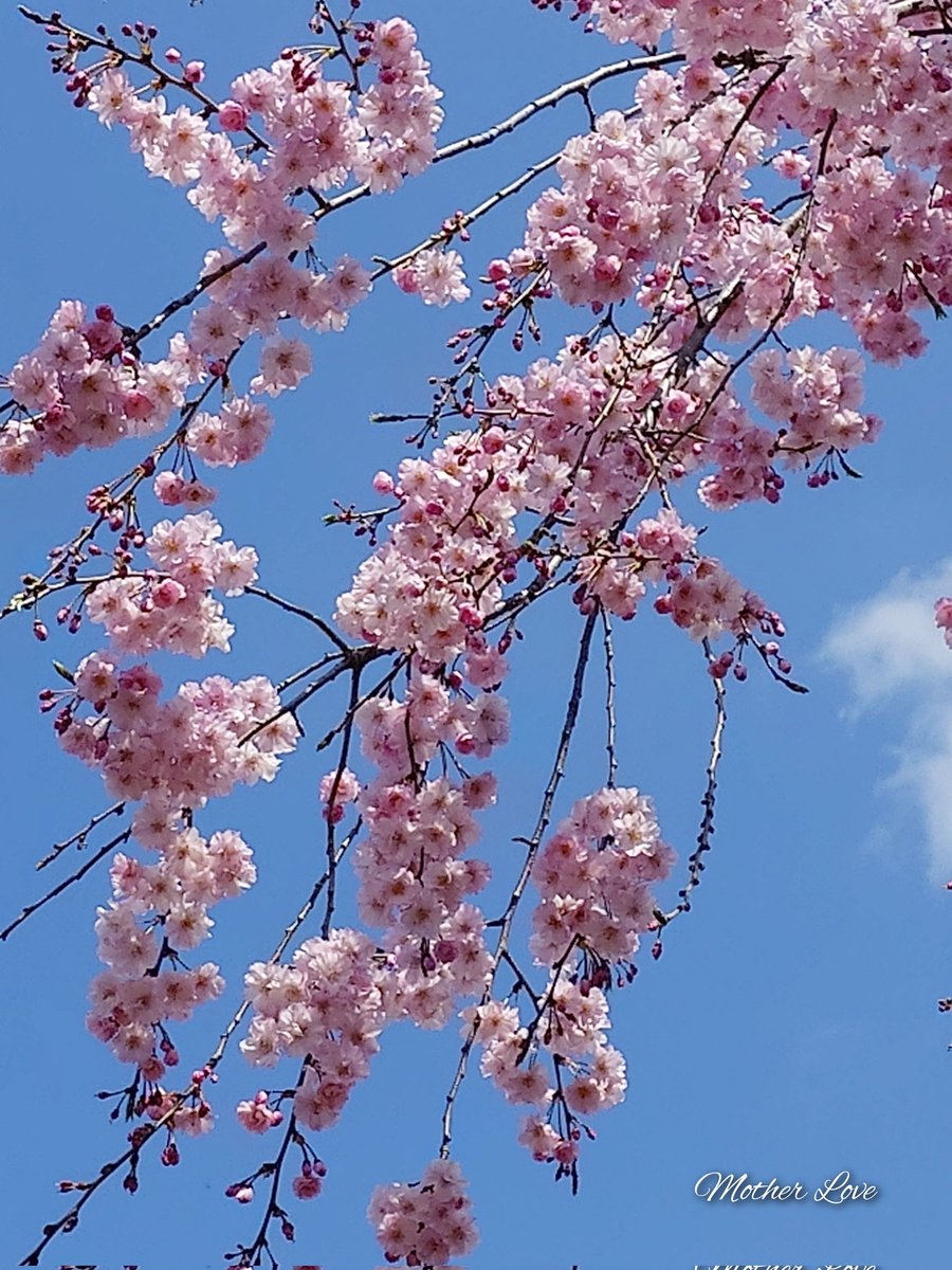 マザーラブ💗Ⅱ tweet media