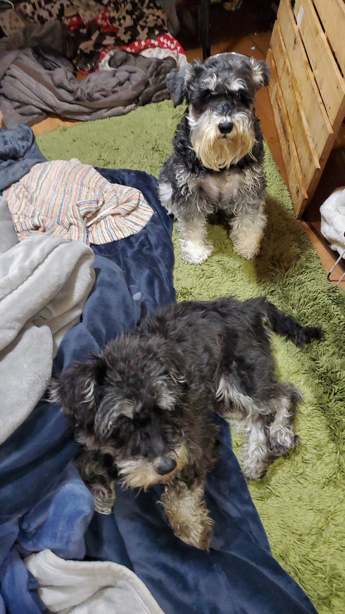 野良犬 tweet media