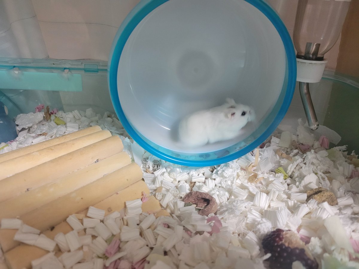 ハム活中こりす tweet media