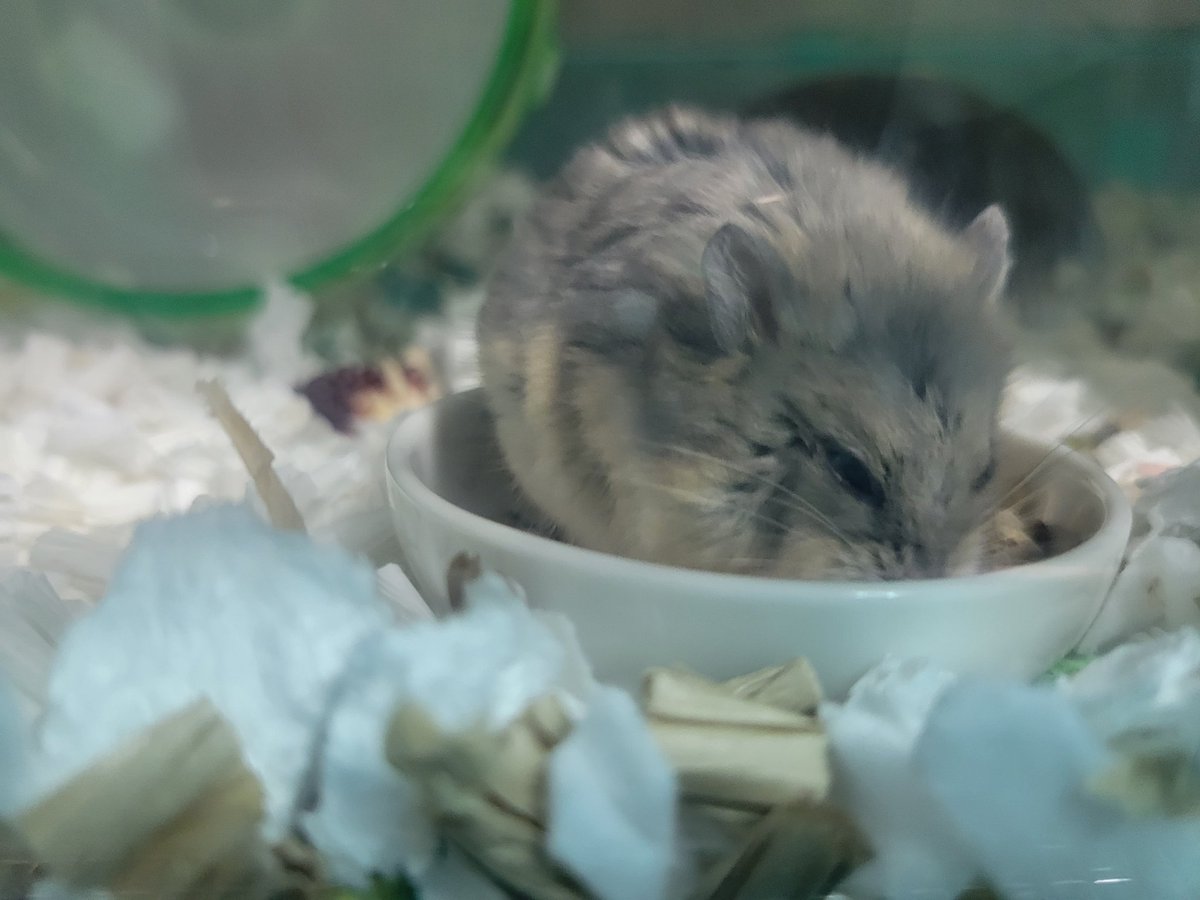 ハム活中こりす tweet media