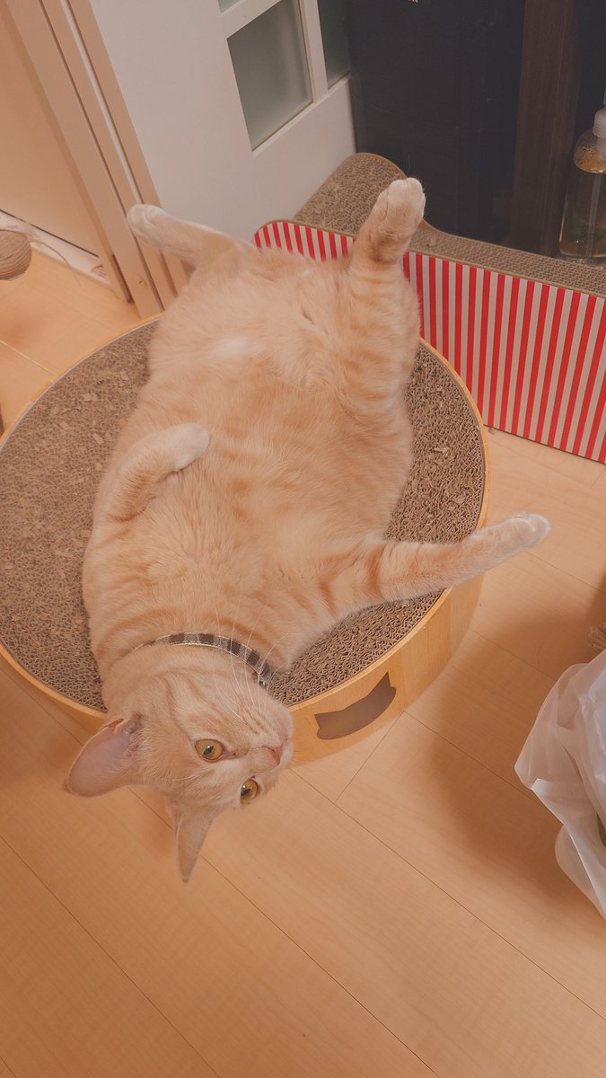 加賀ﾏﾈｼﾞｬ tweet media